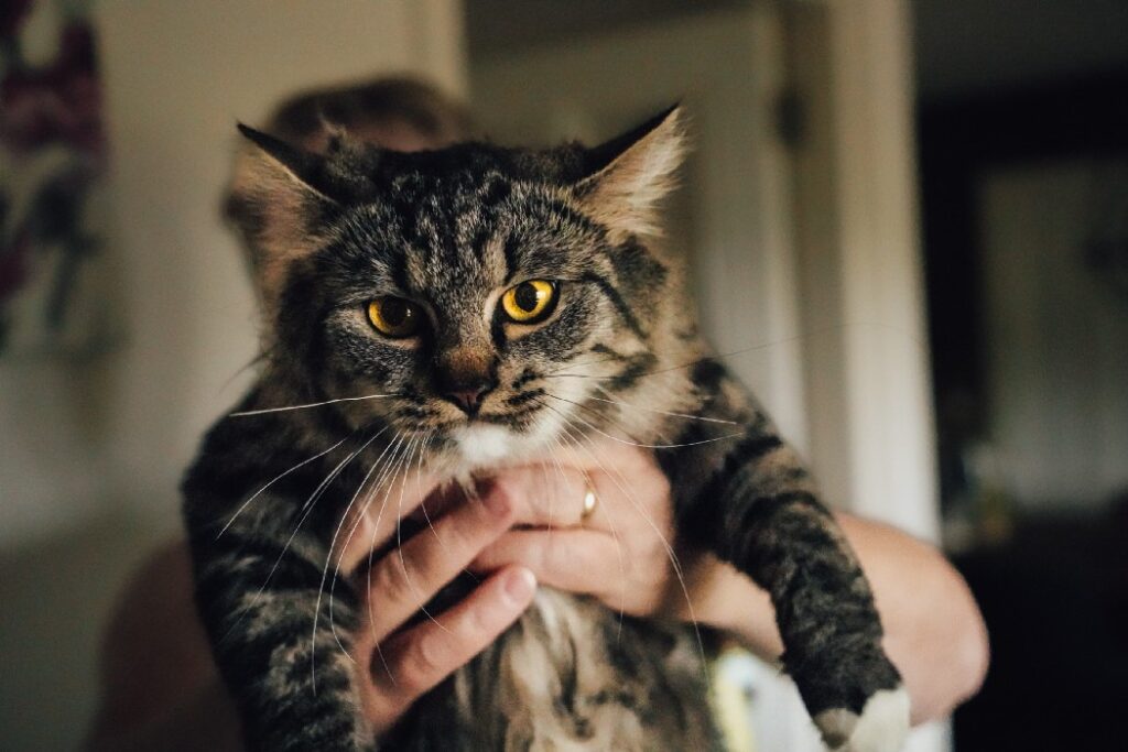 A man holds a scowling cat.